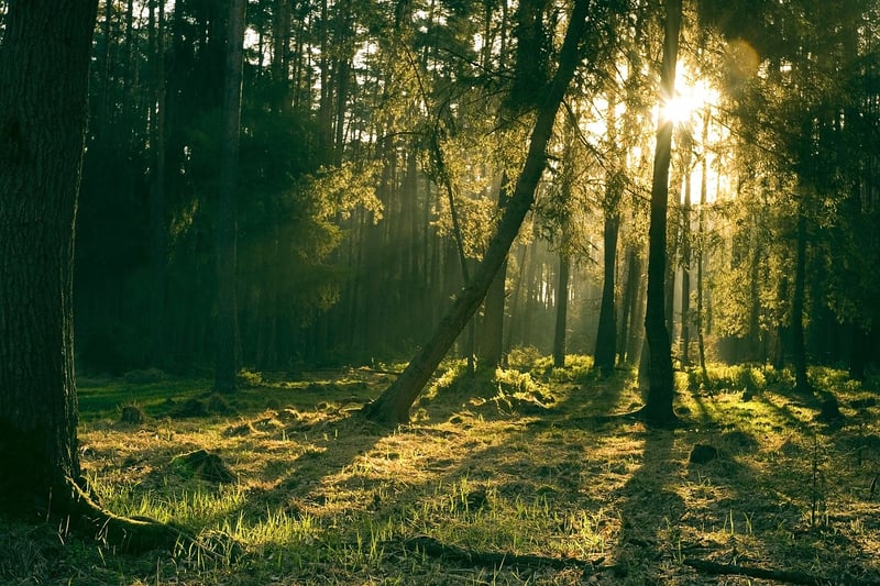 Secret Forest